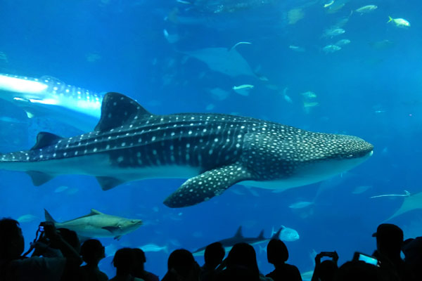 沖縄美ら海水族館