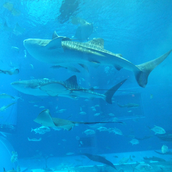 沖縄美ら海水族館