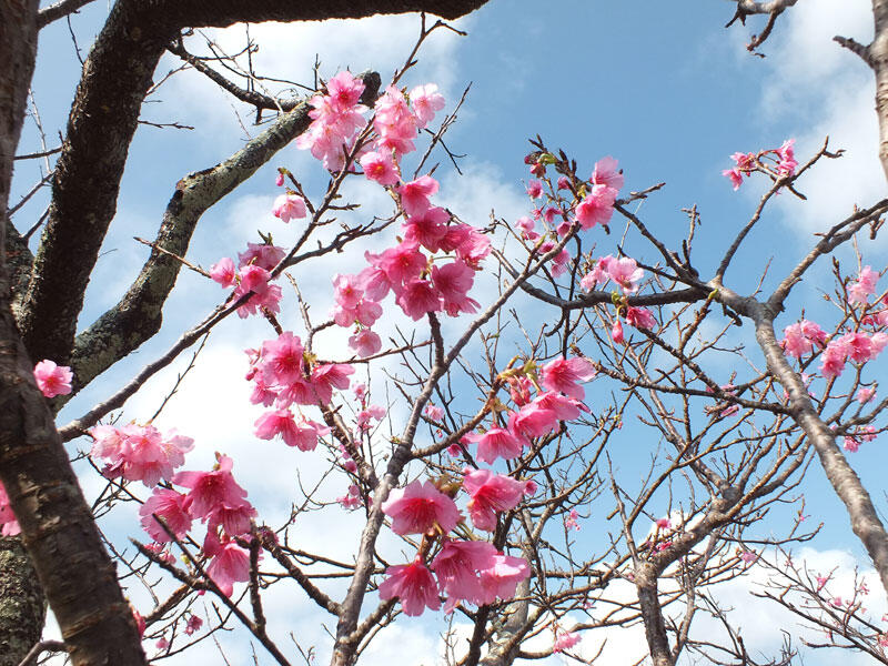 42回もとぶ八重岳桜まつり