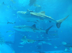 沖縄美ら海水族館